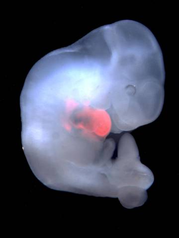 Un embrión de ratón con células de rata en su corazón.