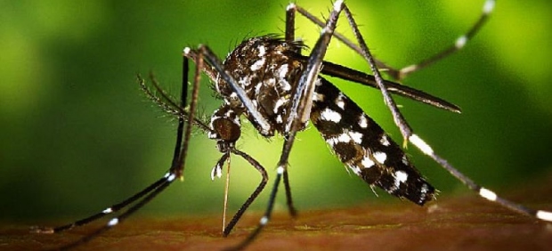 Mosquito tigre ejemplar ecologistas advierten daño