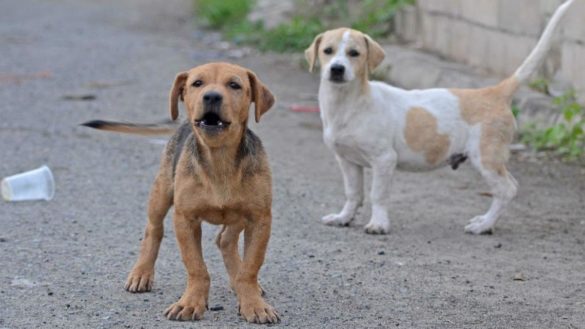 investigan-la-historia-del-cancer-171parasito187-canino-contagioso-que-se-disperso-a-traves-del-mar