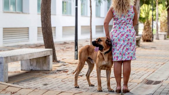los-perros-aliados-terapeuticos-de-las-victimas-de-violencia-machista