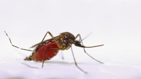 las-pulseras-repelentes-y-los-ultrasonidos-son-ineficaces-contra-los-mosquitos-segun-la-ocu
