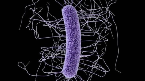 la-bacteria-causante-de-la-diarrea-esta-mutando-para-propagarse-en-los-hospitales