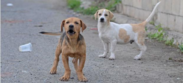 Perros callejeros