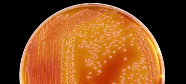 Bacteria Serratia