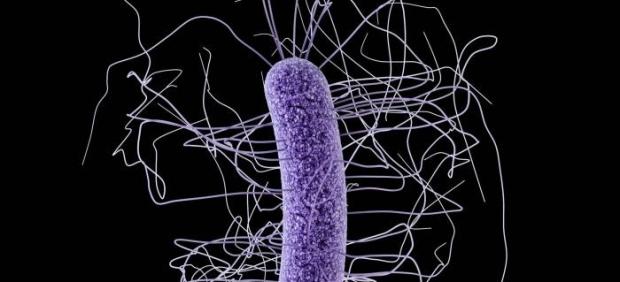 Clostridium difficile