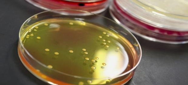 Clostridium botulinum, botulismo