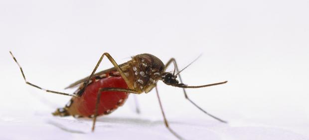 Aedes aegypti, mosquito zika