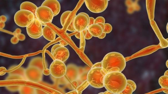 candida-auris-que-es-sintomas-y-tratamiento