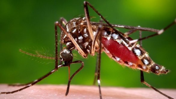 descubren-por-que-el-virus-chikungunya-puede-causar-dolor-cronico-en-las-articulaciones