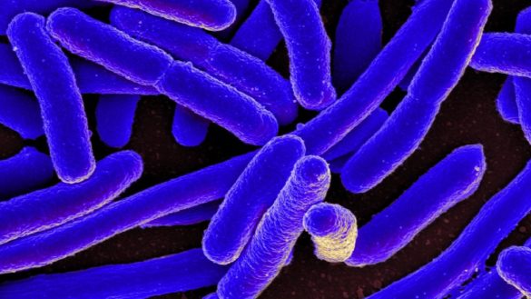 que-es-la-bacteria-e-coli-y-como-se-transmite-en-humanos