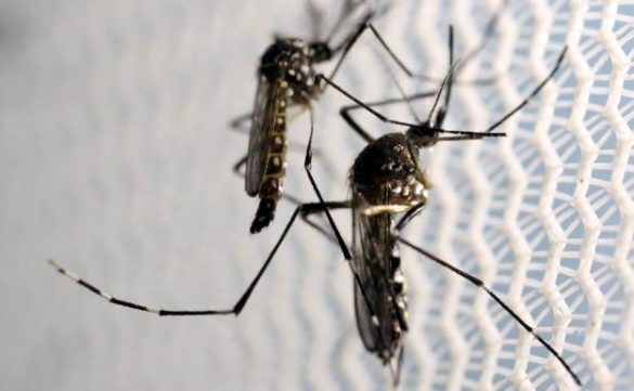 el-dengue-golpea-honduras-con-80.000-casos-en-la-peor-epidemia-del-ultimo-medio-siglo