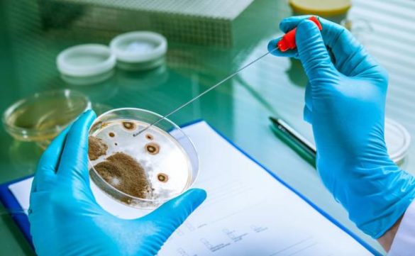 investigadores-espanoles-abren-la-puerta-a-una-terapia-alternativa-a-los-antibioticos-contra-las-bacterias