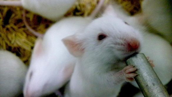 un-experimento-cientifico-logra-que-los-ratones-sean-mas-longevos-sanos-y-con-menos-cancer