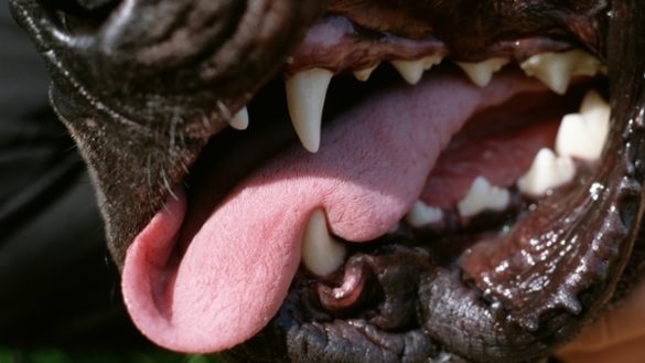 que-hacer-si-nos-muerde-un-perro