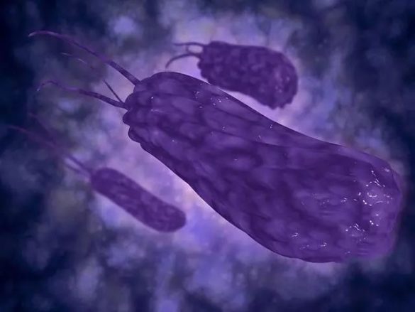 helicobacter-pylori-que-es-como-se-transmite-y-que-sintomas-tiene
