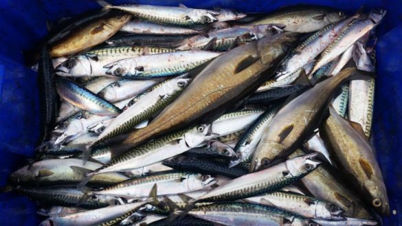 consumir-pescado-durante-el-inicio-del-embarazo-mejora-la-capacidad-de-atencion-de-los-ninos