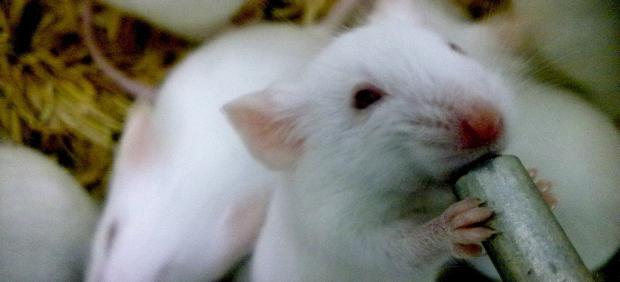 Estudio con ratones.