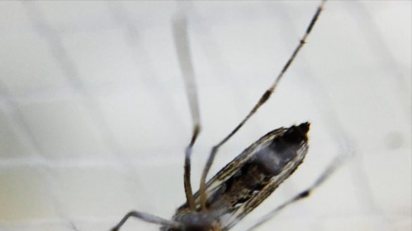 madrid-registra-la-primera-transmision-de-dengue-por-via-sexual-de-europa