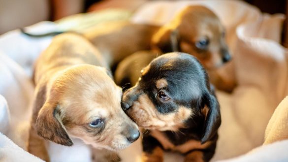 10-razones-para-esterilizar-a-tu-perro