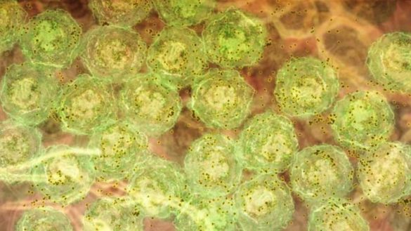un-descubrimiento-sobre-la-malaria-podria-llevar-a-mejores-tratamientos-para-el-vih-el-lupus-y-la-hepatitis-c