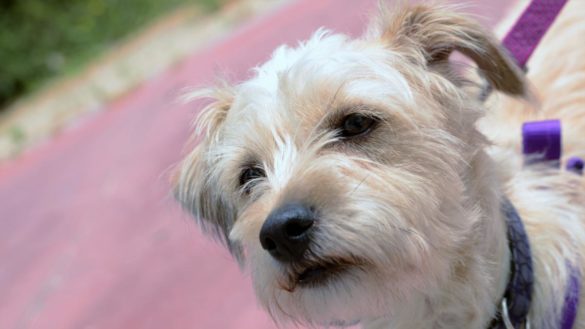 un-hombre-muere-tras-contraer-una-infeccion-rara-al-ser-lamido-por-su-perro