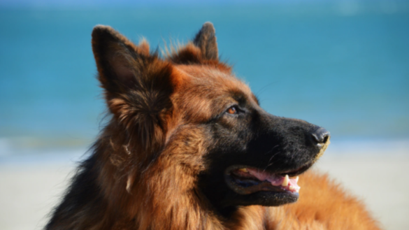 este-ano-el-black-friday-se-alia-con-la-salud-de-tu-perro