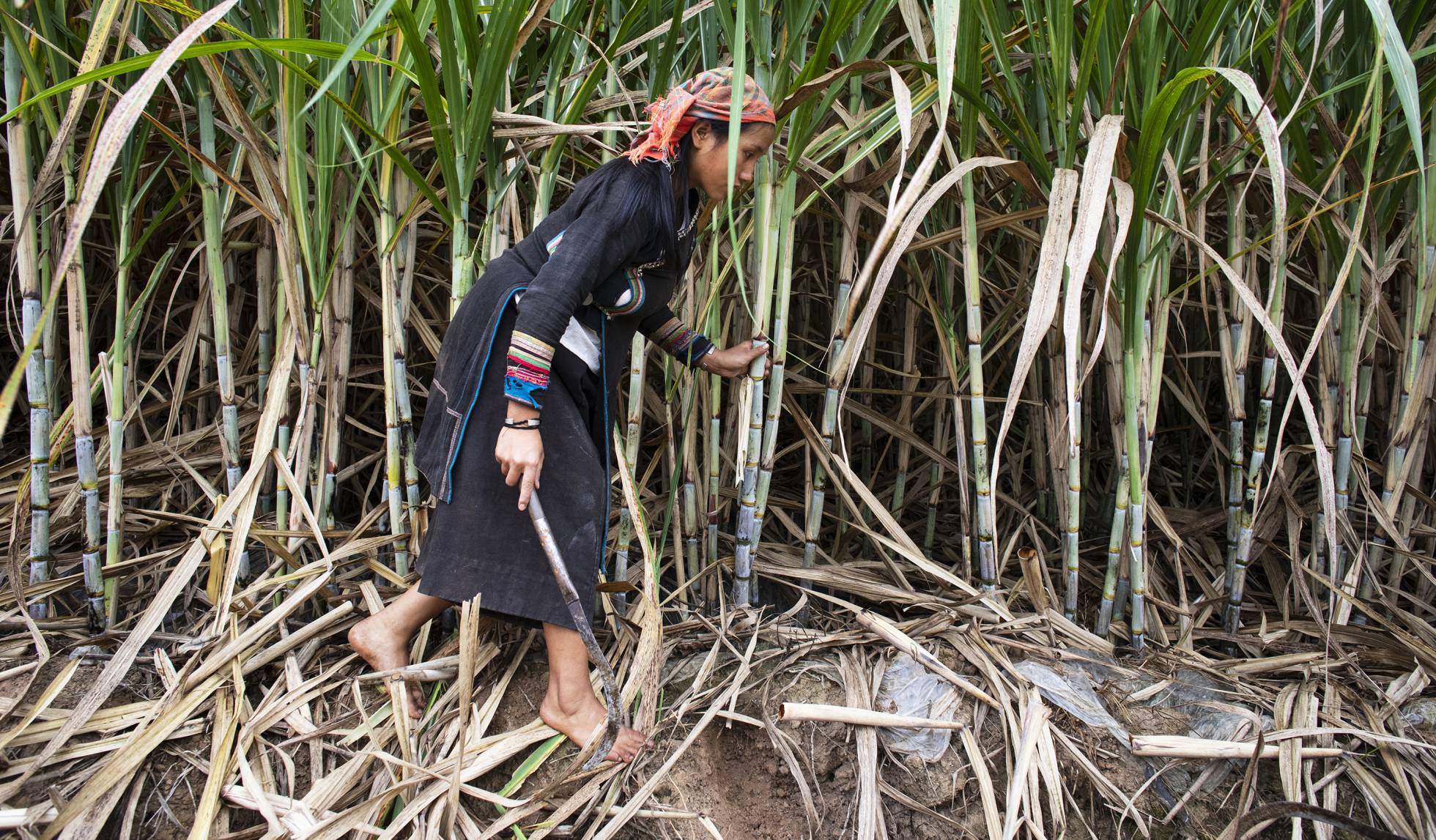 El embarazo sin reposo de Yayer