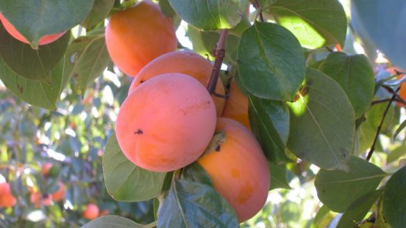 que-frutas-y-verduras-estan-de-temporada-en-diciembre