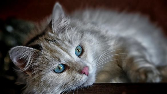 la-esterilizacion-en-gatos.-que-beneficios-tiene