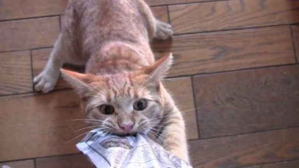 confirman-el-caso-de-rabia-contraida-por-un-hombre-marroqui-que-fue-mordido-en-su-pais-por-un-gato-en-el-antebrazo