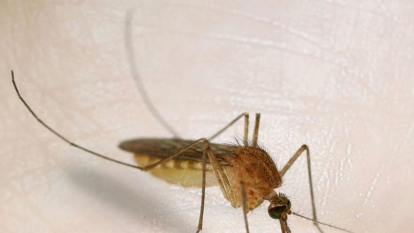 los-mosquitos-prefieren-a-quienes-beben-cerveza-frente-a-los-que-consumen-refrescos