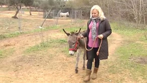 el-carino-de-un-burro-como-terapia-contra-el-cancer-de-mama