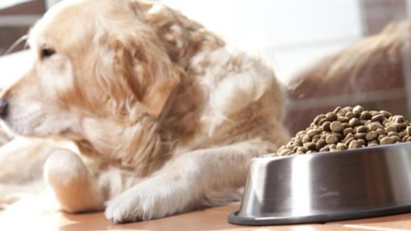 errores-habituales-al-alimentar-a-nuestros-perros-y-gatos