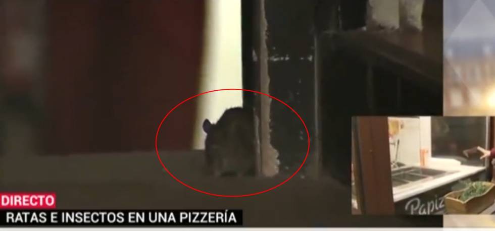 La policía descubre por casualidad una pizzería con ratas en el centro de Madrid