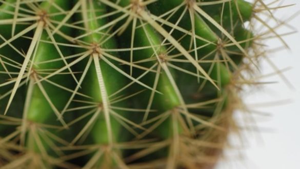 poner-plantas-en-la-mesa-de-trabajo-mejora-la-salud-mental