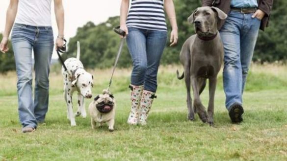 nueve-razones-por-las-que-convivir-con-un-animal-nos-hace-sentir-mejor