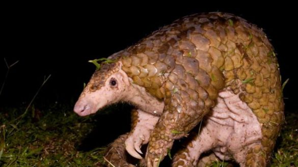 cientificos-chinos-relacionan-al-pangolin-un-manjar-en-el-pais-asiatico-como-posible-transmisor-del-coronavirus