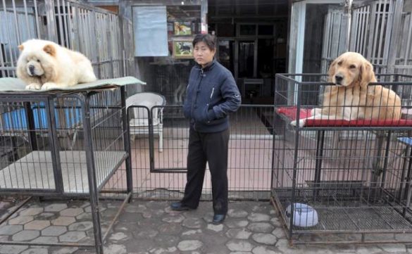 las-mascotas-victimas-colaterales-del-coronavirus-en-china