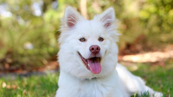 el-coronavirus-en-perros-existe-pero-es-totalmente-diferente-al-de-wuhan