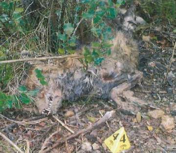 Cadáver de un zorro víctima del envenenamiento.