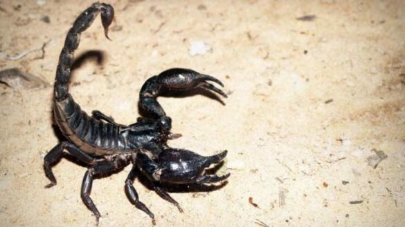 el-veneno-de-escorpion-remedio-definitivo-para-tratar-la-artritis-sin-efectos-secundarios