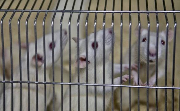 un-estudio-con-ratones-revela-que-el-ibuprofeno-dana-mas-el-higado-de-lo-que-se-pensaba