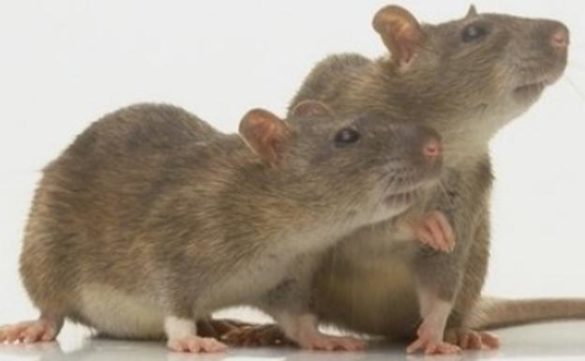 no-podremos-derrotar-al-coronavirus-sin-modelos-animales
