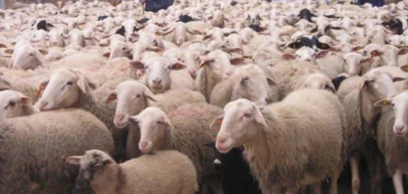 que-es-la-inmunidad-de-rebano-y-por-que-reino-unido-confia-en-ella-frente-al-coronavirus