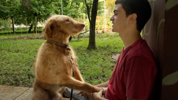 adquirir-responsabilidades-ganar-autoestima8230-como-ayuda-una-mascota-a-mejorar-la-vida-de-un-adolescente
