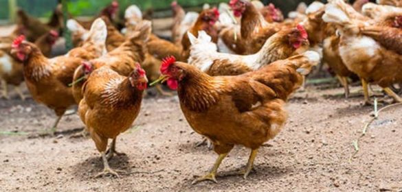 lo-que-las-gallinas-nos-ensenan-sobre-el-coronavirus-y-su-control