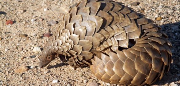 un-estudio-apunta-al-pangolin-como-origen-de-la-pandemia