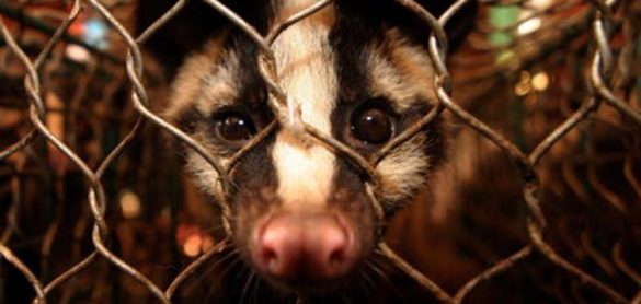 el-coronavirus-demuestra-que-el-comercio-ilegal-de-fauna-silvestre-es-un-grave-problema-de-salud