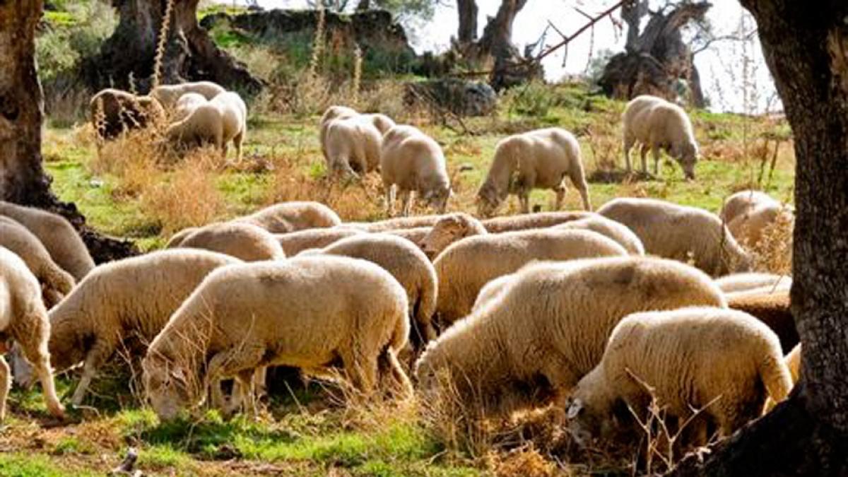 Prueban en ovejas un nuevo prototipo de respirador para luchar contra el coronavirus