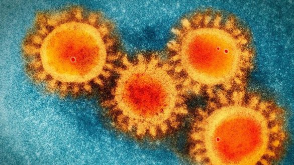 la-historia-de-june-almeida-la-cientifica-que-identifico-el-primer-coronavirus-humano-en-1964